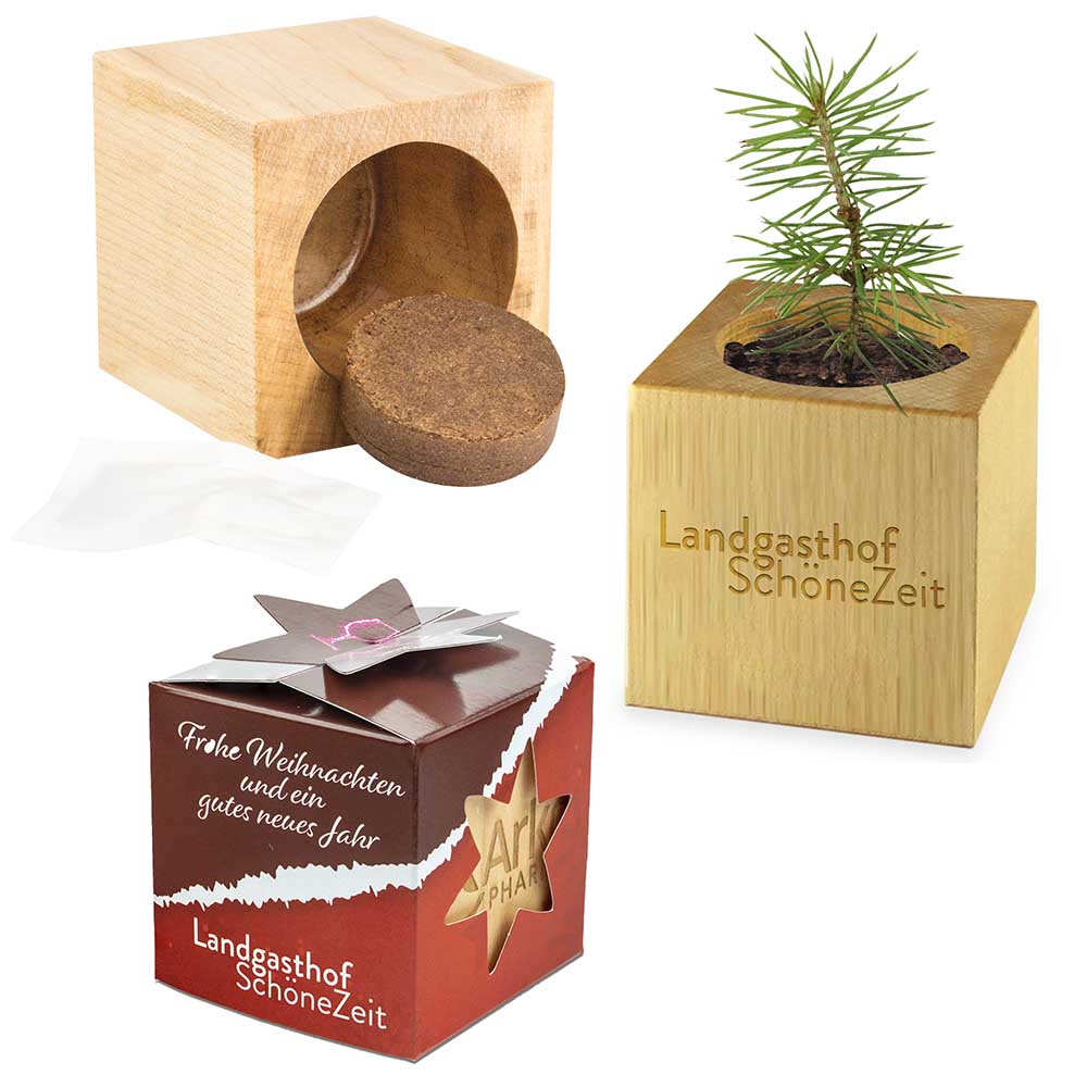 Pflanz-Holz Star-Box Xmas mit Fichtensamen - Fichte