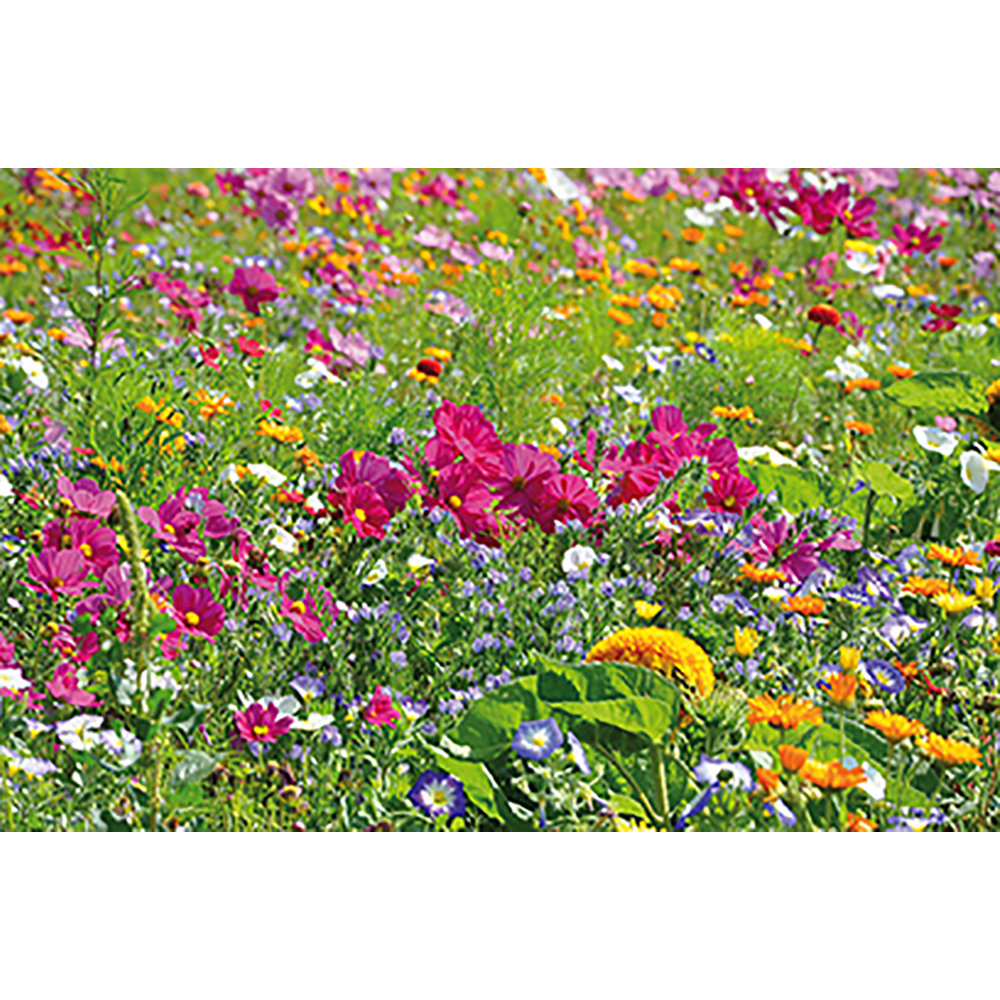 Samenpapier DIN A6 - Klappkarte - Blumenmischung, Druck 4/0-c