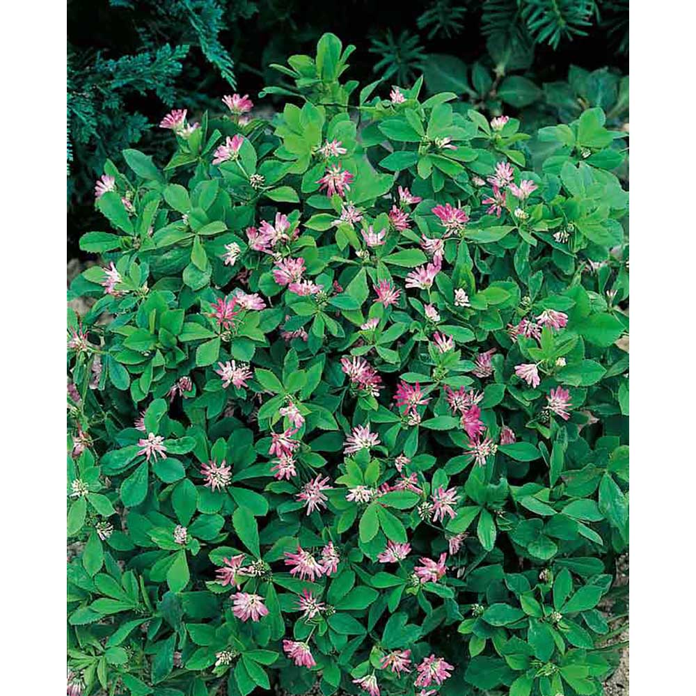 Logo-Töpfchen Komplettbanderole mit Samen - Persischer Klee