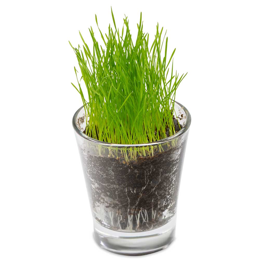 Caffeino-Glas mit Samen - Sommerblumenmischung