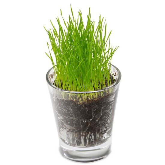 Caffeino-Glas mit Samen - Sommerblumenmischung