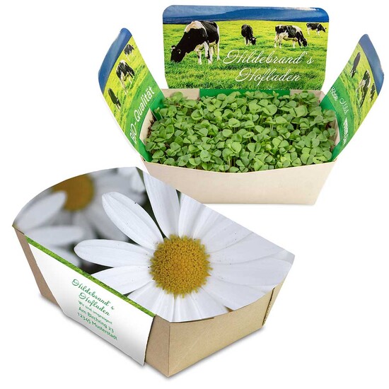 Pflanzodrom mit Samen - Margerite