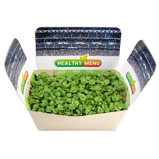 Pflanzodrom mit Samen - Margerite