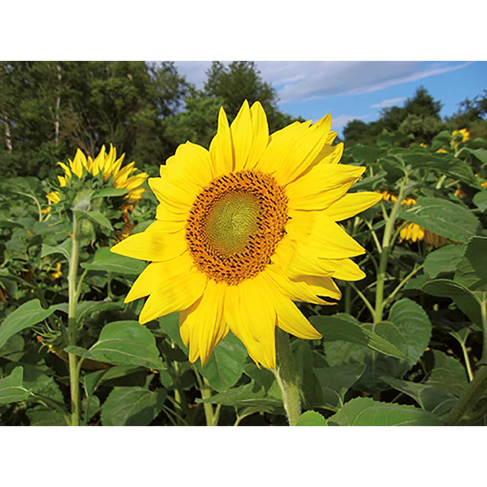 Pflanz-Holz mit Samen - Sonnenblume