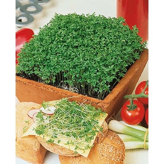 Pflanz-Holz Maxi mit Samen - Gartenkresse, 2 Seiten gelasert