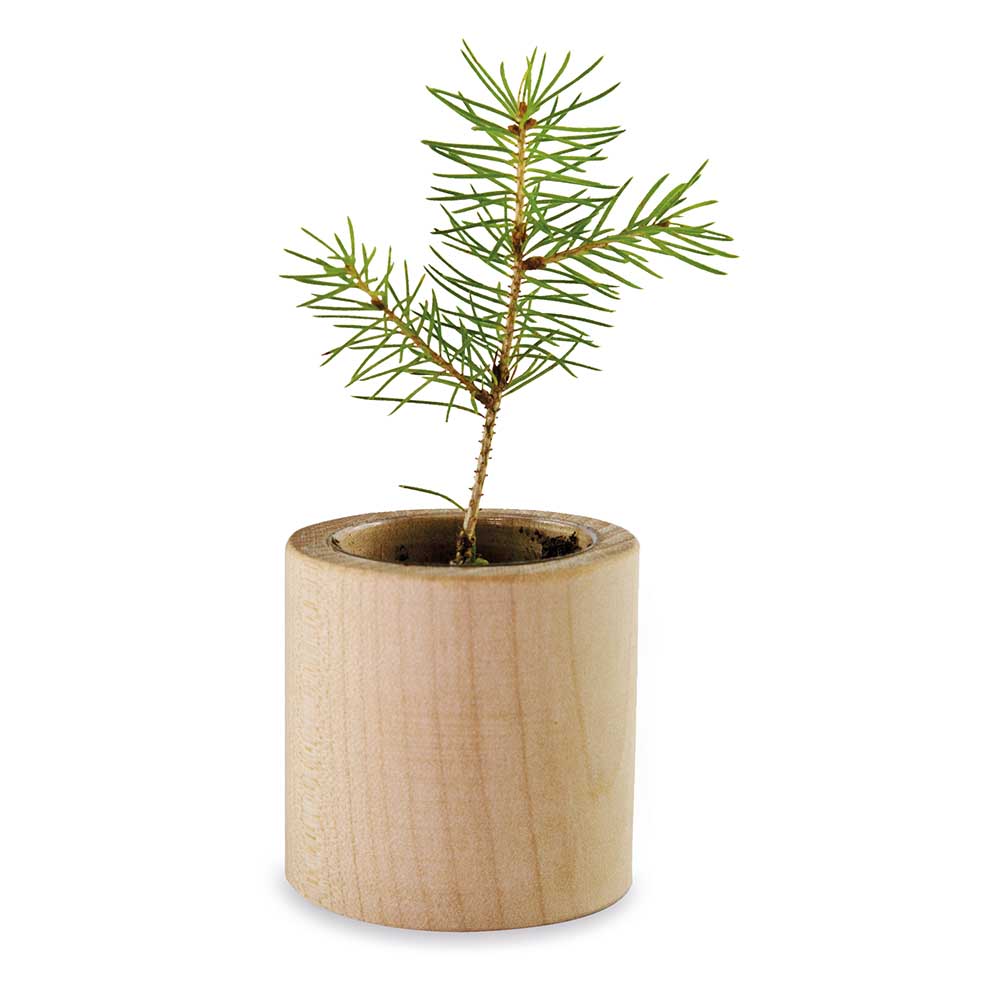 Pflanz-Holz rund mit Samen - Fichte