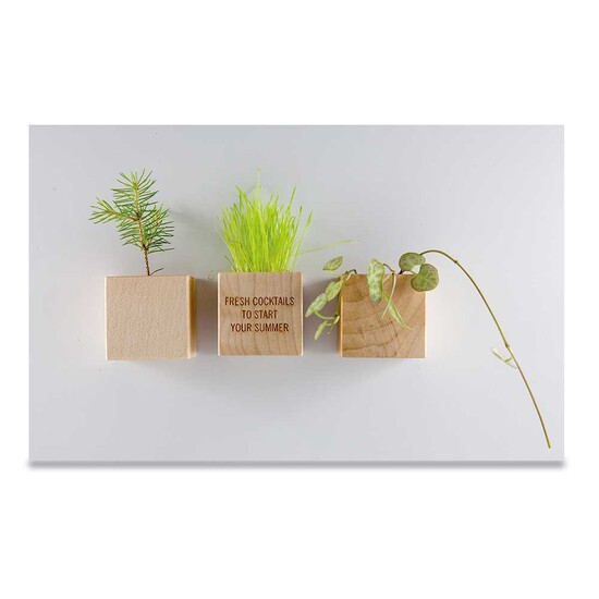 Pflanz-Holz Magnet mit Samen - Persischer Klee