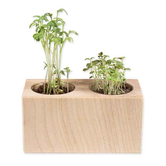 Pflanz-Holz 2er Set mit Samen - Fichte