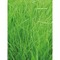 Pflanz-Holz 2er Set mit Samen - Gras