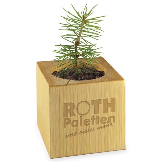 Pflanz-Holz Star-Box mit Samen - Ringelblume, 2 Seiten gelasert
