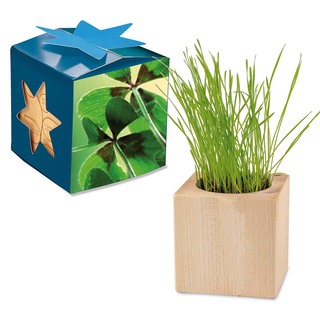 Pflanz-Holz Maxi Star-Box mit Samen - Glücksklee-Zwiebel (* Je nach Verfügbarkeit der Glücksklee-Zwiebeln)
