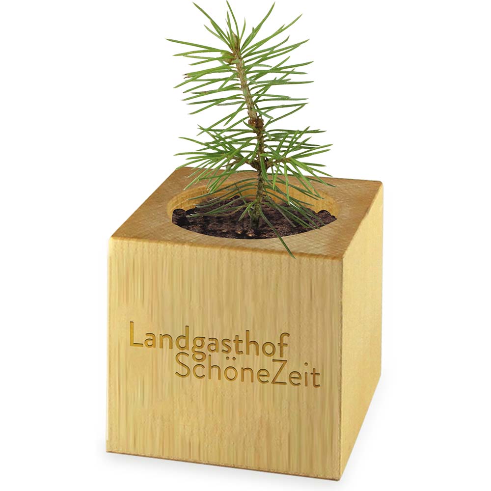Pflanz-Holz Maxi Star-Box mit Samen - Vergissmeinnicht, 2 Seiten gelasert