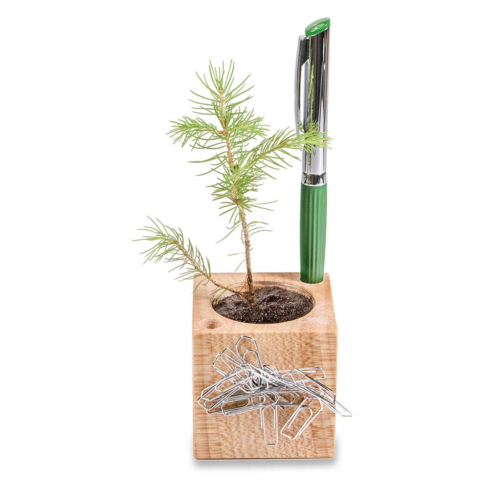 Pflanz-Holz Büro Star-Box mit Samen - Thymian