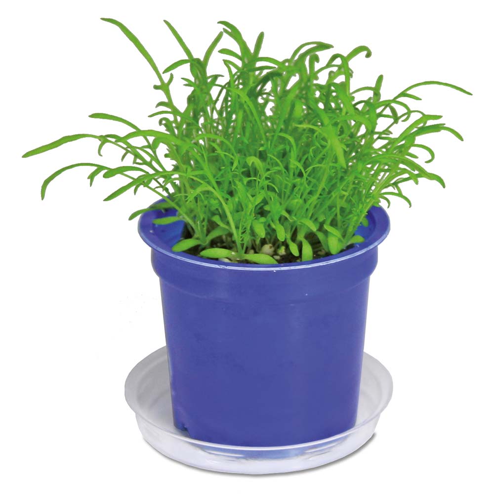 Florero-Töpfchen mit Samen - blau - Gartenkresse