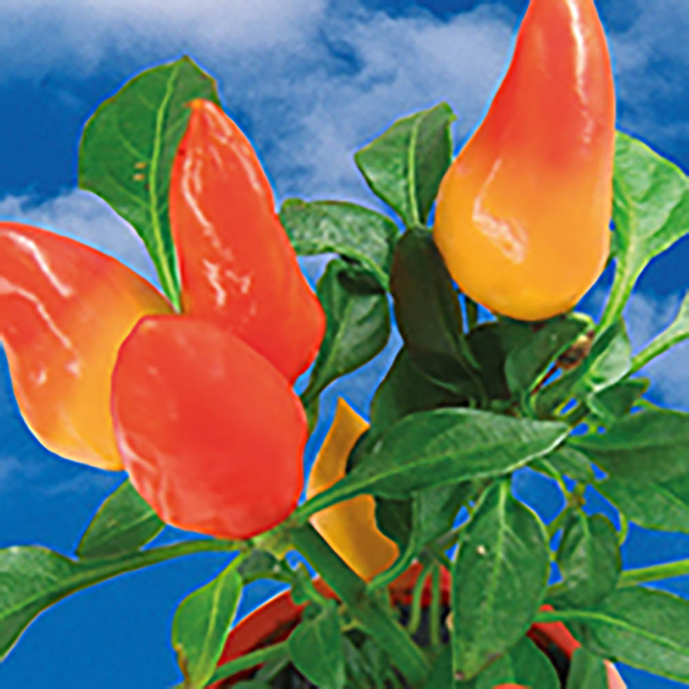 Florero-Töpfchen mit Samen - gold - Gewürzpaprika