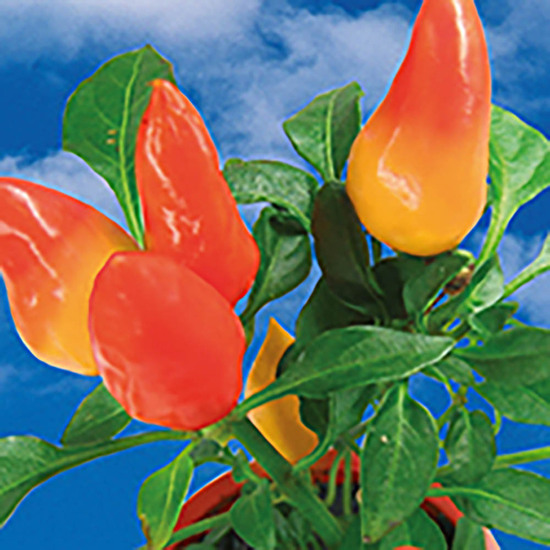 Florero-Töpfchen mit Samen - gold - Gewürzpaprika