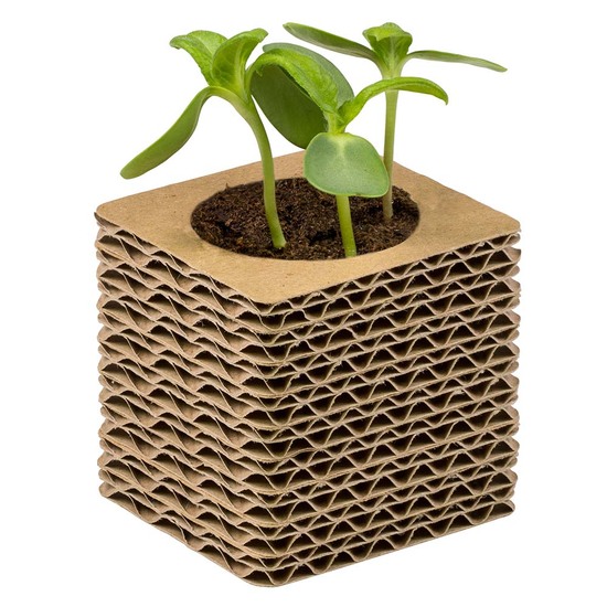 Wellkarton-Pflanzwürfel Mini mit Samen - Margerite