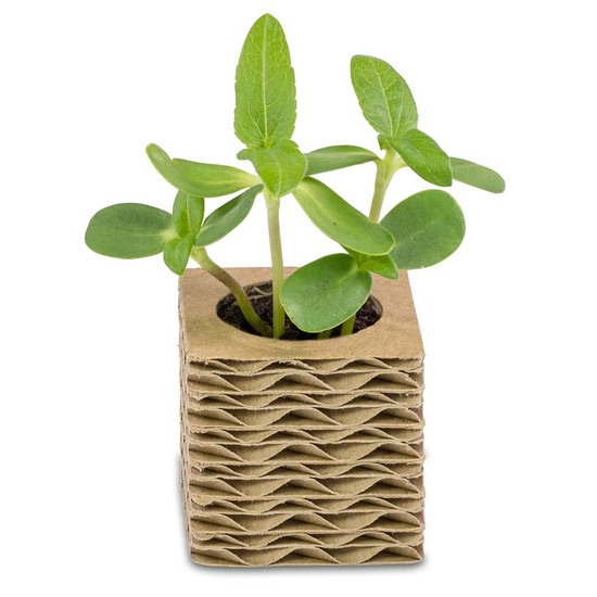 Wellkarton-Pflanzwürfel Mini mit Samen - Sommerblumenmischung