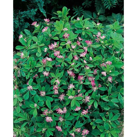 Pflanzeimerchen mit Samen - Persischer Klee