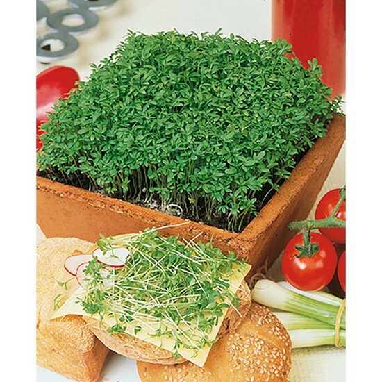 Samentütchen Mini - Graspapier - Gartenkresse