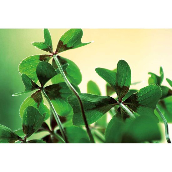 Pflanz-Holz Glücksklee - ohne Lasergravur (* Je nach Verfügbarkeit der Glücksklee-Zwiebeln)